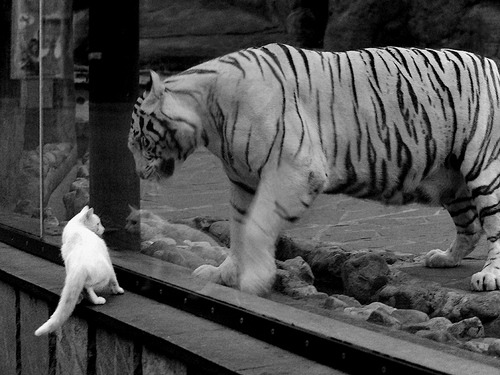 全国青少年“篮球+环保”主题公益赛在青海持续火热，激发环保意识