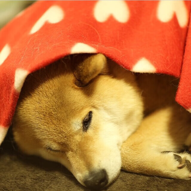 意甲系列战不断推陈出新,球员表现精彩纷呈,意甲阵容